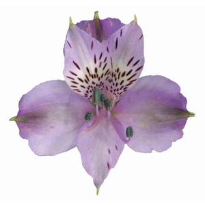 ALST. PLATINA 070 CM