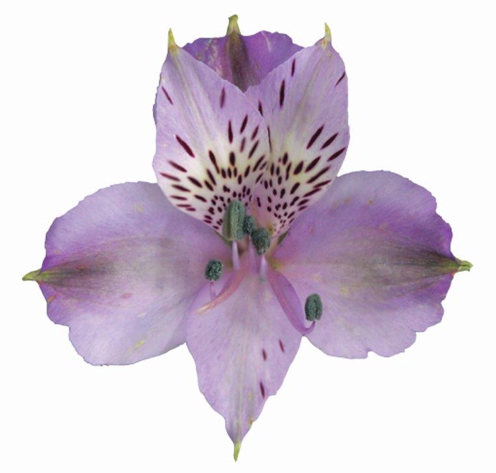 <h4>ALSTROEMERIA PLATINA 080 CM</h4>