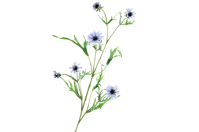 <h4>Centaurea Blue Light</h4>