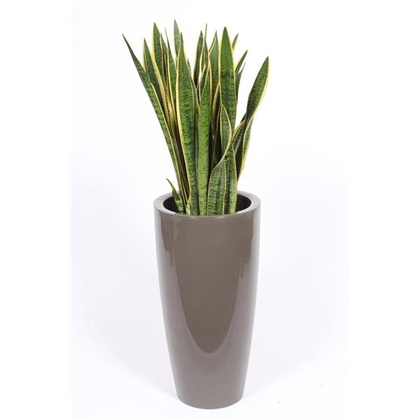 <h4>Sansevieria trifasciata 'Laurentii'</h4>