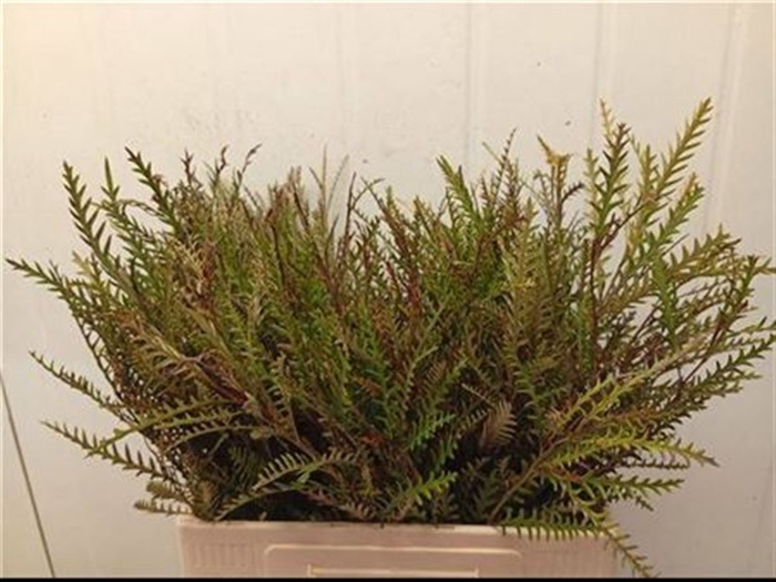 <h4>Grevillea Ivanhoe 70cm</h4>