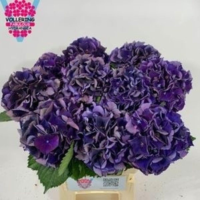 <h4>Hydrangea royal king classic</h4>