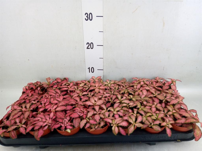 <h4>Fittonia verschaf. 'Forest Flame'</h4>