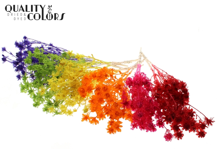 <h4>Carthamus per bunch Intense Mixed Colours</h4>