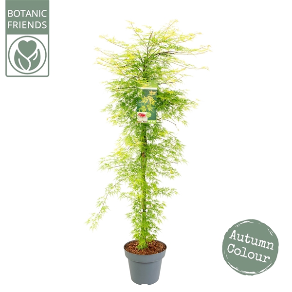 <h4>Acer palm. 'Emerald Lace'</h4>