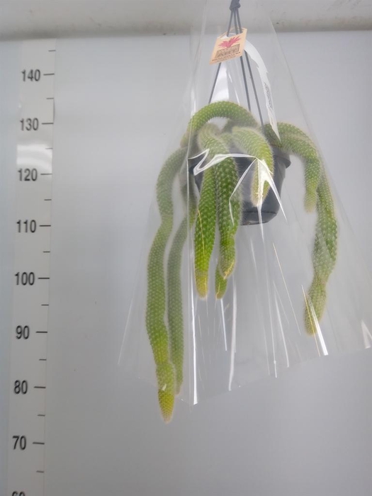 <h4>Cactus   ...</h4>