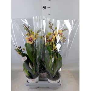 Phalaenopsis   ...yellow