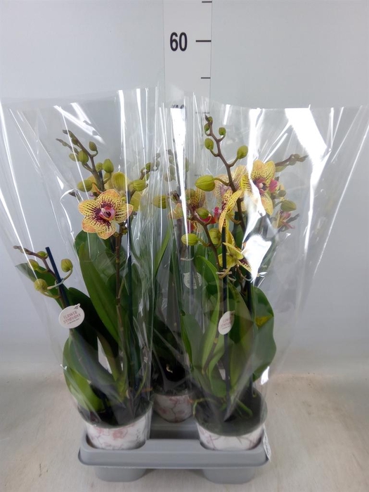 <h4>Phalaenopsis   ...yellow</h4>