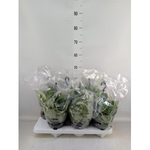 Scindapsus pictus 'Silvery Ann'