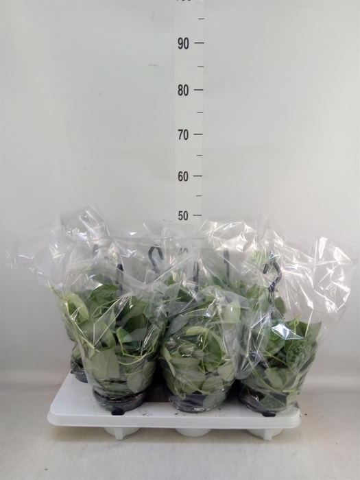 <h4>Scindapsus pictus 'Silvery Ann'</h4>