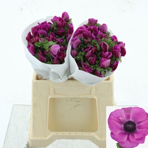 ANEM CO MIS + FUCSIA