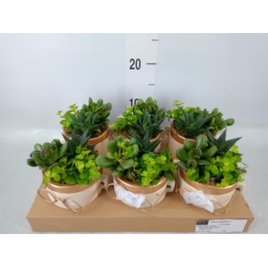 Arr.   Kamerplant Groen L%