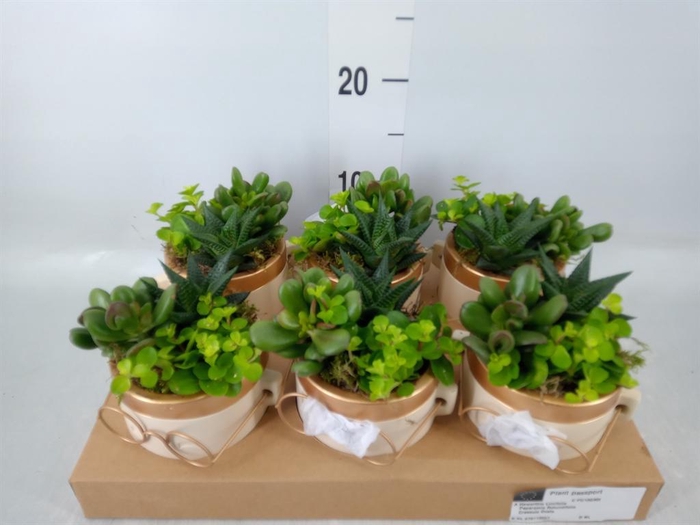 <h4>Arr. Kamerplant Groen L%</h4>