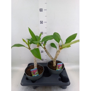 Plumeria rubra 'Hawaiian'   ...mix