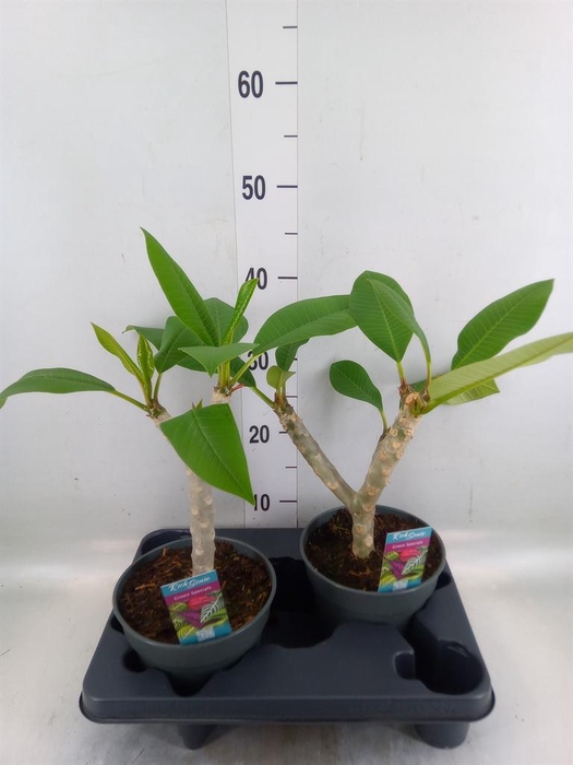 <h4>Plumeria rubra 'Hawaiian'   ...mix</h4>