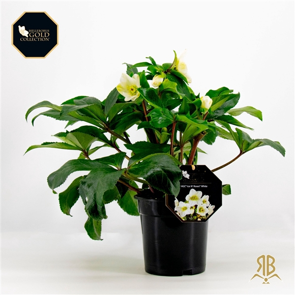 <h4>Helleborus HGC Ice N Rosès White P17</h4>