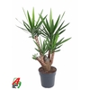 Yucca