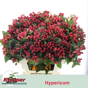 HYP MAG IMPRESSION
