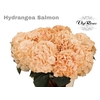 HYDR M SALMON L 80 CM