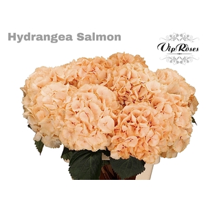 HYDR M SALMON L 70 cm
