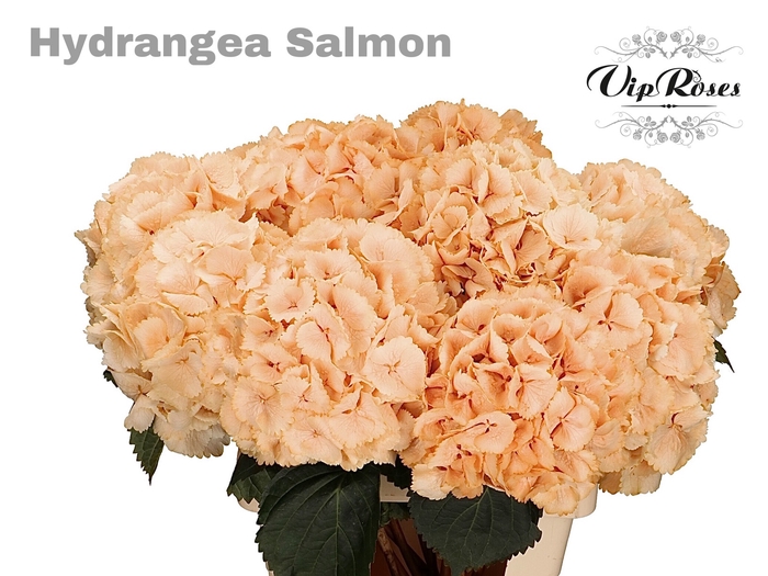 HYDR M SALMON L 70 cm