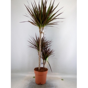 Dracaena marg. 'Magenta'