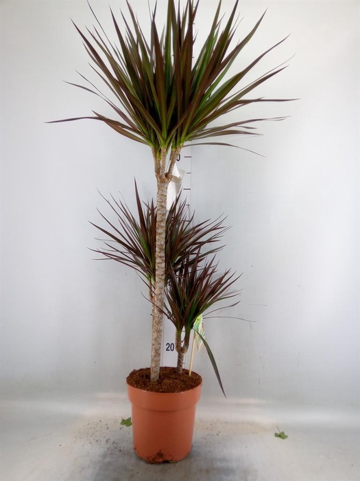 <h4>Dracaena marg. 'Magenta'</h4>
