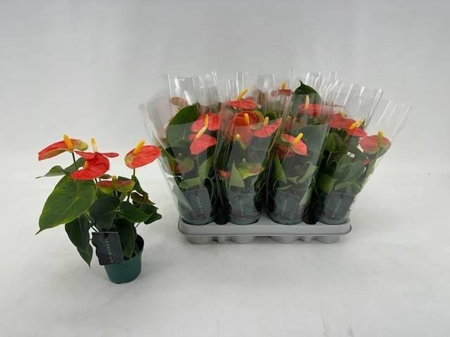 <h4>ANTHU A SOLARA</h4>