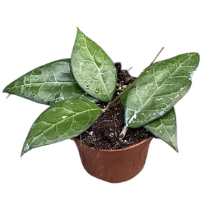 hoya verticillata lampung