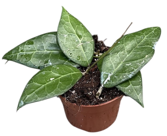 <h4>hoya verticillata lampung</h4>