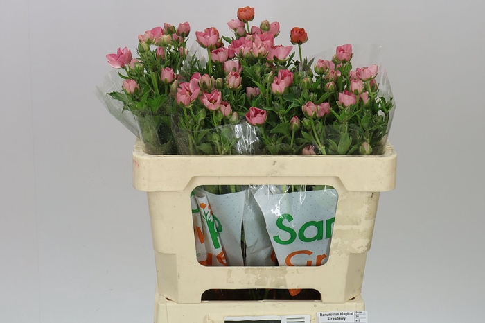 <h4>Ranuncul Butterfly Strawberry</h4>