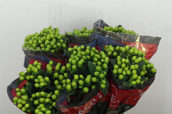 <h4>Hyp Lucky Romance</h4>