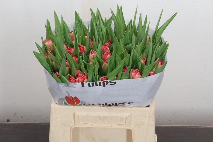 <h4>Tu Du Double Twist</h4>