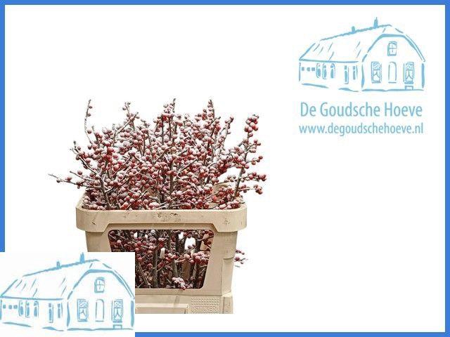 <h4>ILEX VE KLB H%</h4>