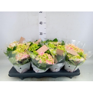 Hydrangea mac. 'Saxon Candy Heart'