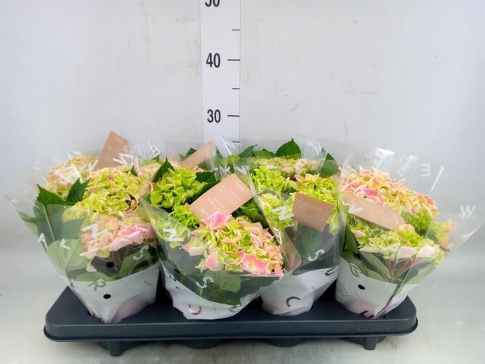 <h4>Hydrangea mac. 'Saxon Candy Heart'</h4>