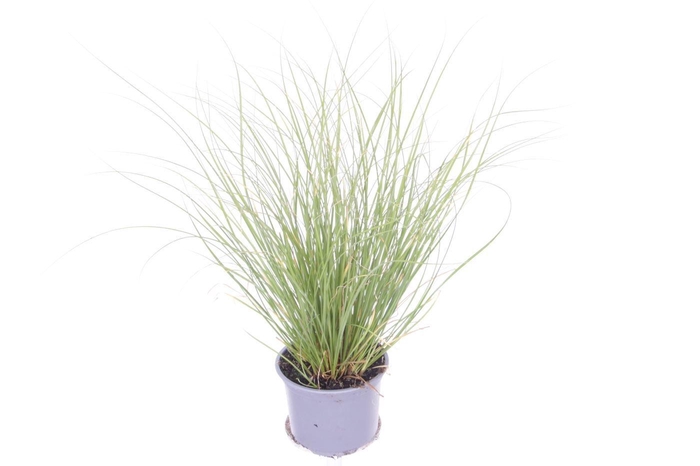 <h4>CARE CG PHOENIX GR</h4>