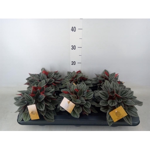 Peperomia caperata 'Santorini'