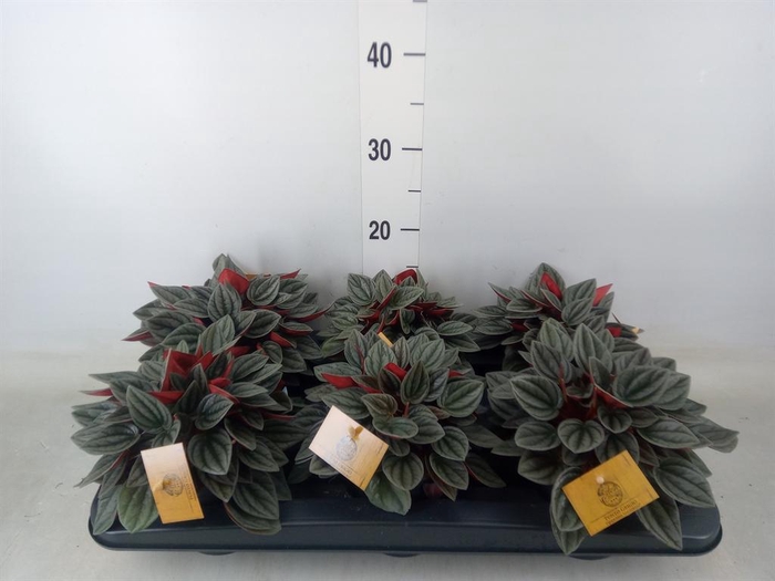 <h4>Peperomia caperata 'Santorini'</h4>