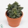 Adromischus Subdistichus Potcover