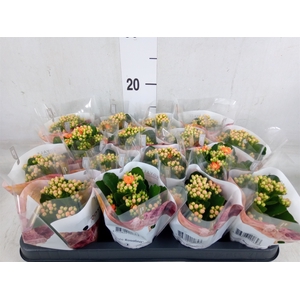 Kalanchoe blos. 'RosDon Pedro'