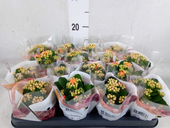 <h4>Kalanchoe blos. 'RosDon Pedro'</h4>