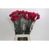 Dianthus St Bizet