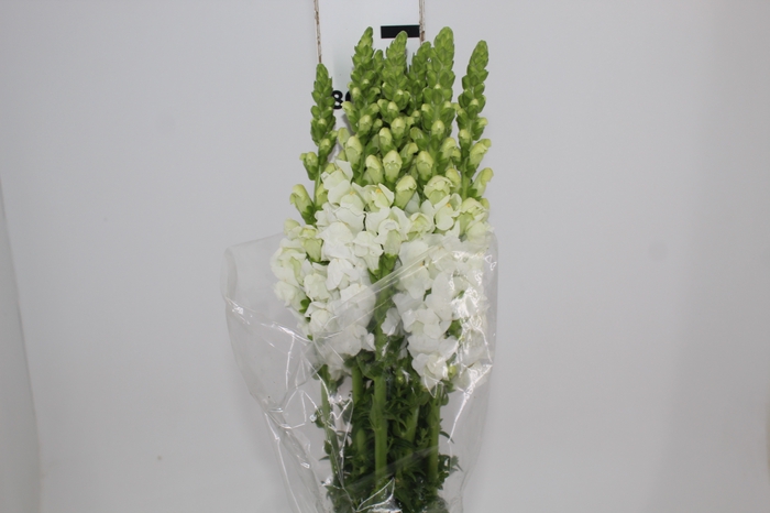 <h4>BOCA DE LEAO BRANCA 070 CM</h4>