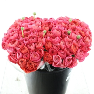 Ran Su Sr Fragolino 1a