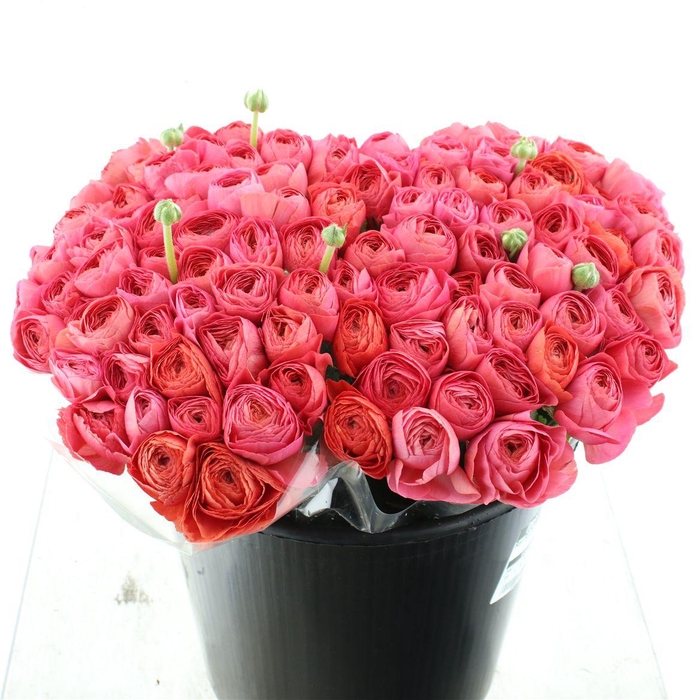 <h4>Ran Su Sr Fragolino 1a</h4>