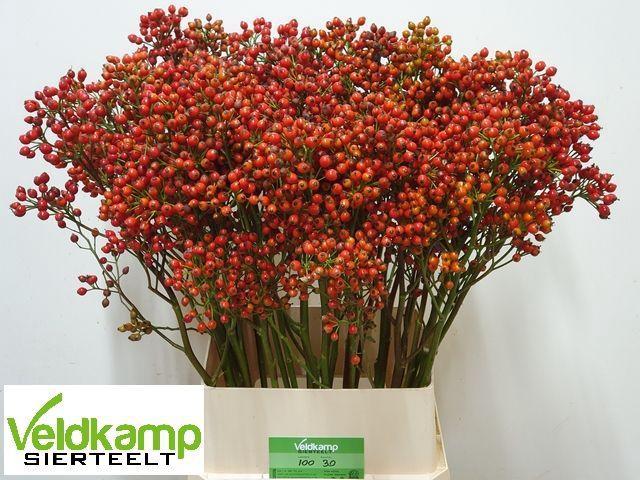 <h4>ROSA MAG SUNSET</h4>