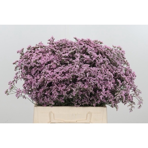 Limonium Safora Oshi Pink