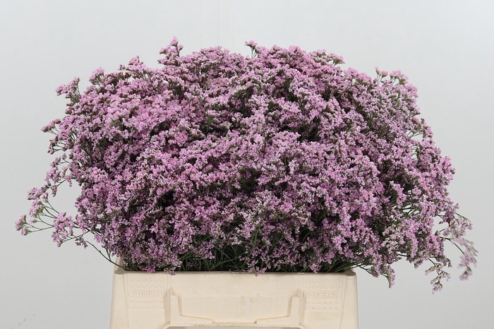 <h4>Limonium Safora Oshi Pink</h4>