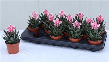 <h4>Aloe Tiki Tahi</h4>